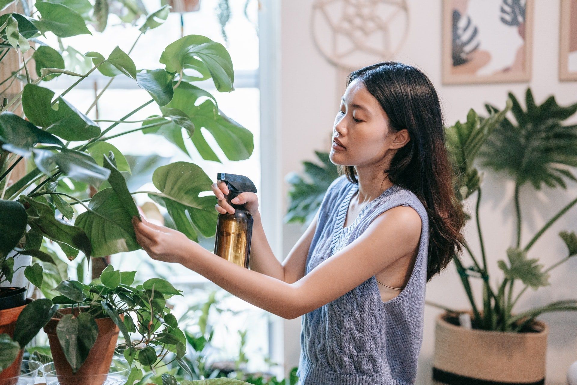 Swiss Cheese Plant / Monstera Deliciosa