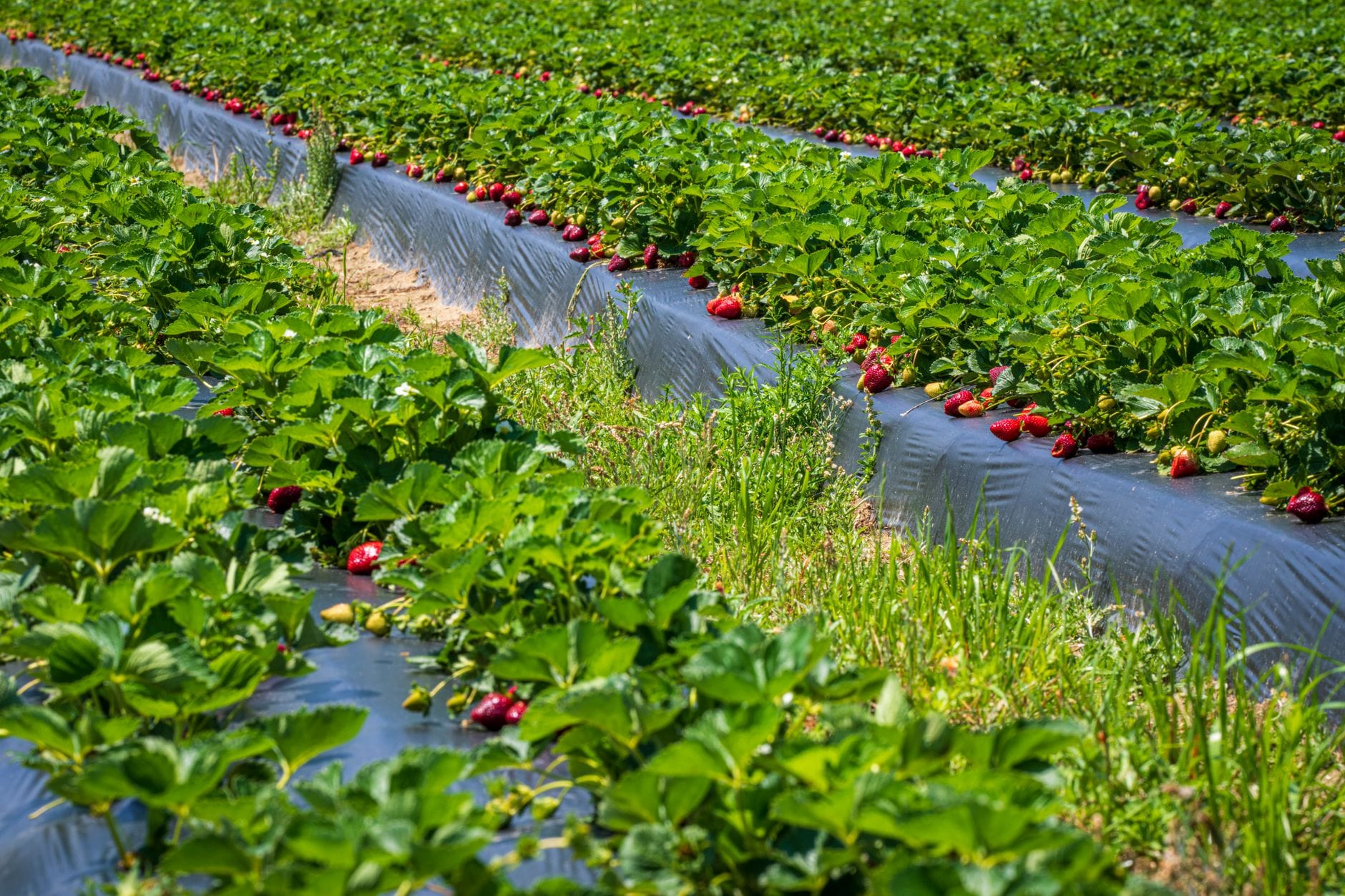 Farmer analyzing cryptocurrency yield farming protocol dashboard with risk metrics