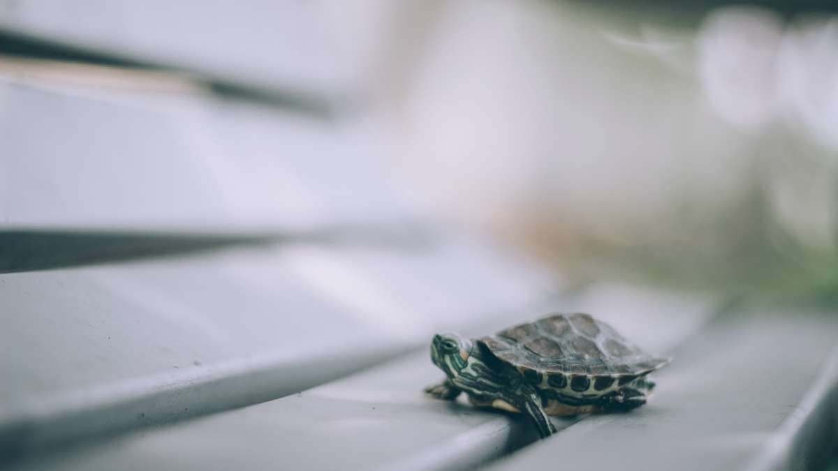 A small turtle on a park bench - a useful metaphor for penis size and sexual performance!