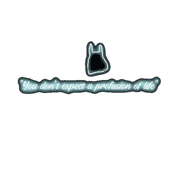 "You don't expect a profusion of life"