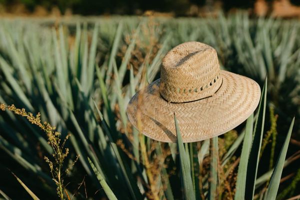 Exportación de tequila en México: todo lo que necesitas saber para llevar este producto a destinos internacionales
