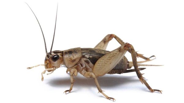 Eating Bugs Is Part Of The Depopulation Plan