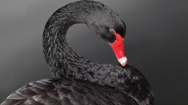US and Israel headed for some sort of mega black swan event | Updated