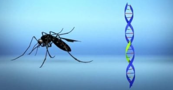 Dengue Fever Surges by 400% in Brazil After Bill Gates-Backed Gene-Edited Mosquitos Released | The Bill & Melinda Gates Foundation is Also Bankrolling Research Into A Dengue Fever Vaccine