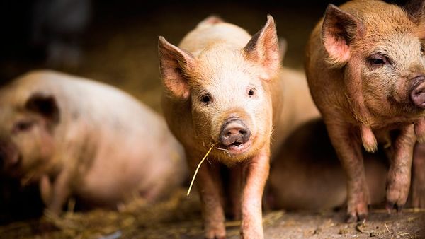 American Rancher Blows Whistle on mRNA Vaccine Tests in Livestock