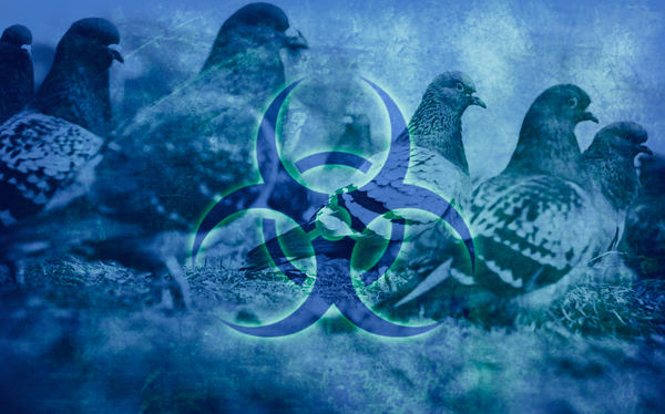 Here Comes The “100 Times Worse” Than COVID Bird Flu “Pandemic” Psy-Op | Don't Fall For It