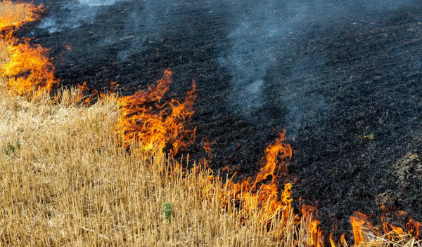 Diet, Injections, and Injunctions