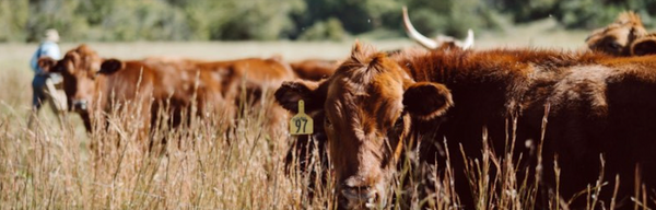 Why One Rancher Will Never Use mRNA Vaccines
