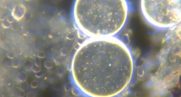 The Covid Bioweapon "Vaccine" Self Assembly Nanotechnology  Contains Metals, Polymers, Nano + Microrobots | How To Deactivate This Evil Technology