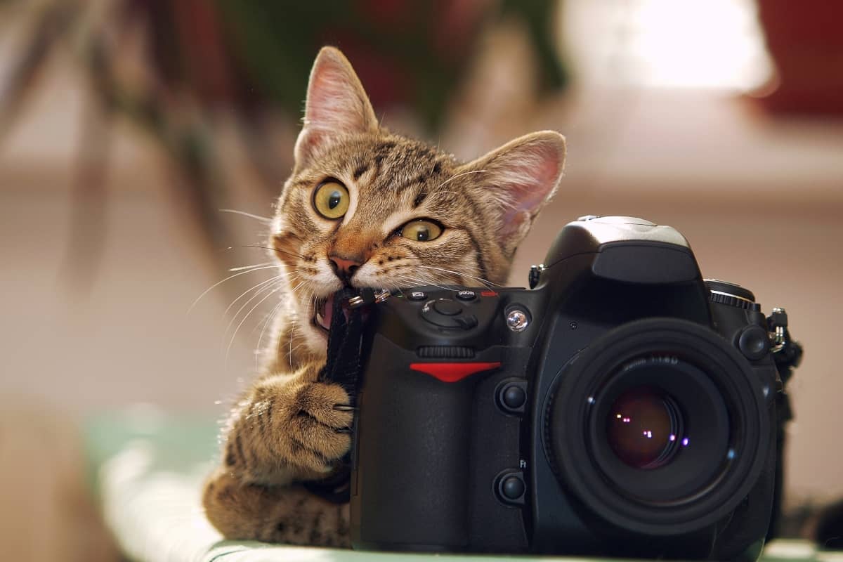 social media engagement - picture of a cat chewing on a camera