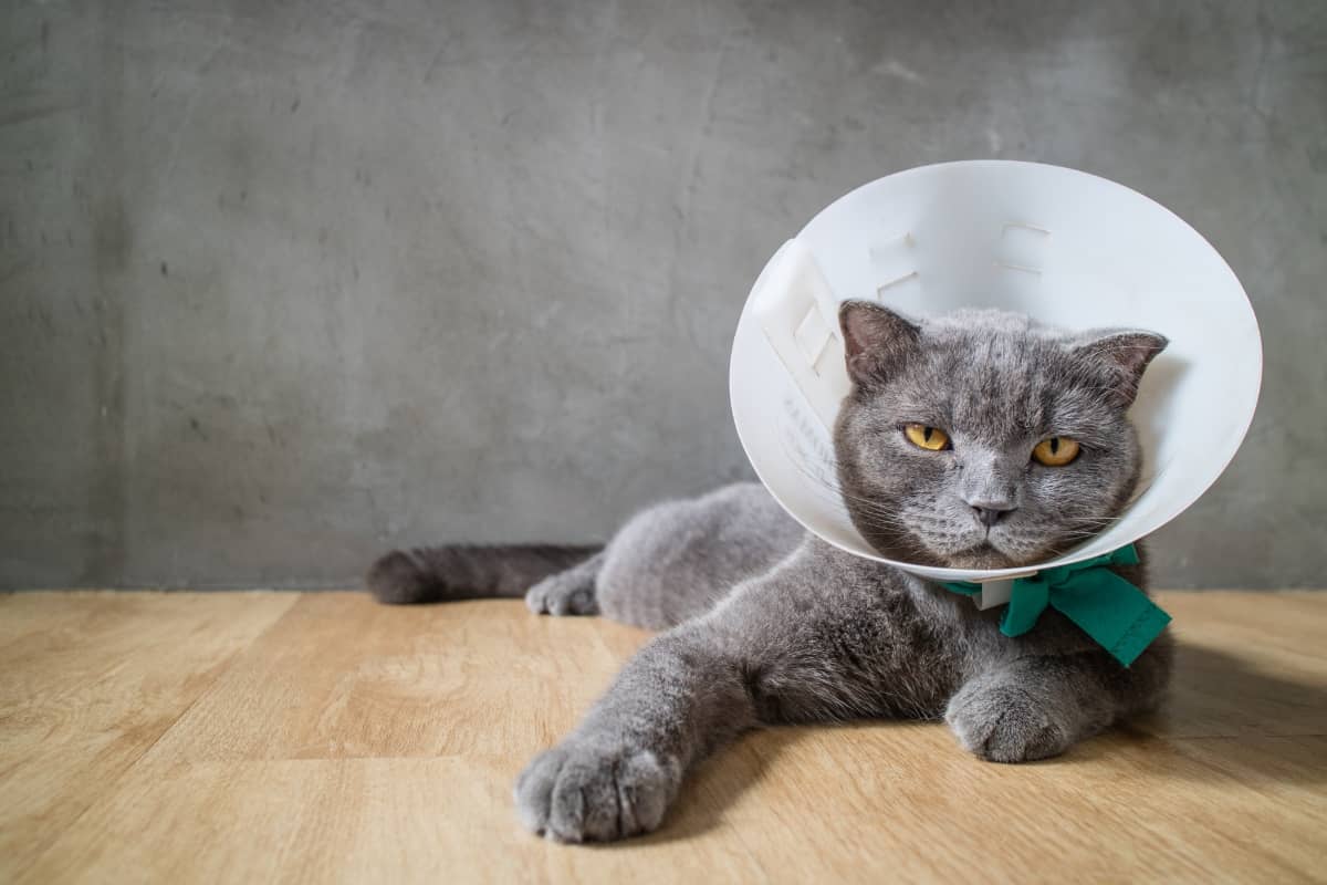 how to create a marketing funnel - cat wearing cone