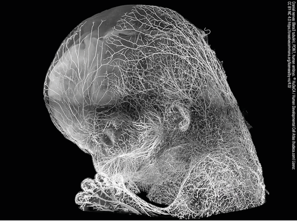Warum der Mensch von Anfang an Mensch ist