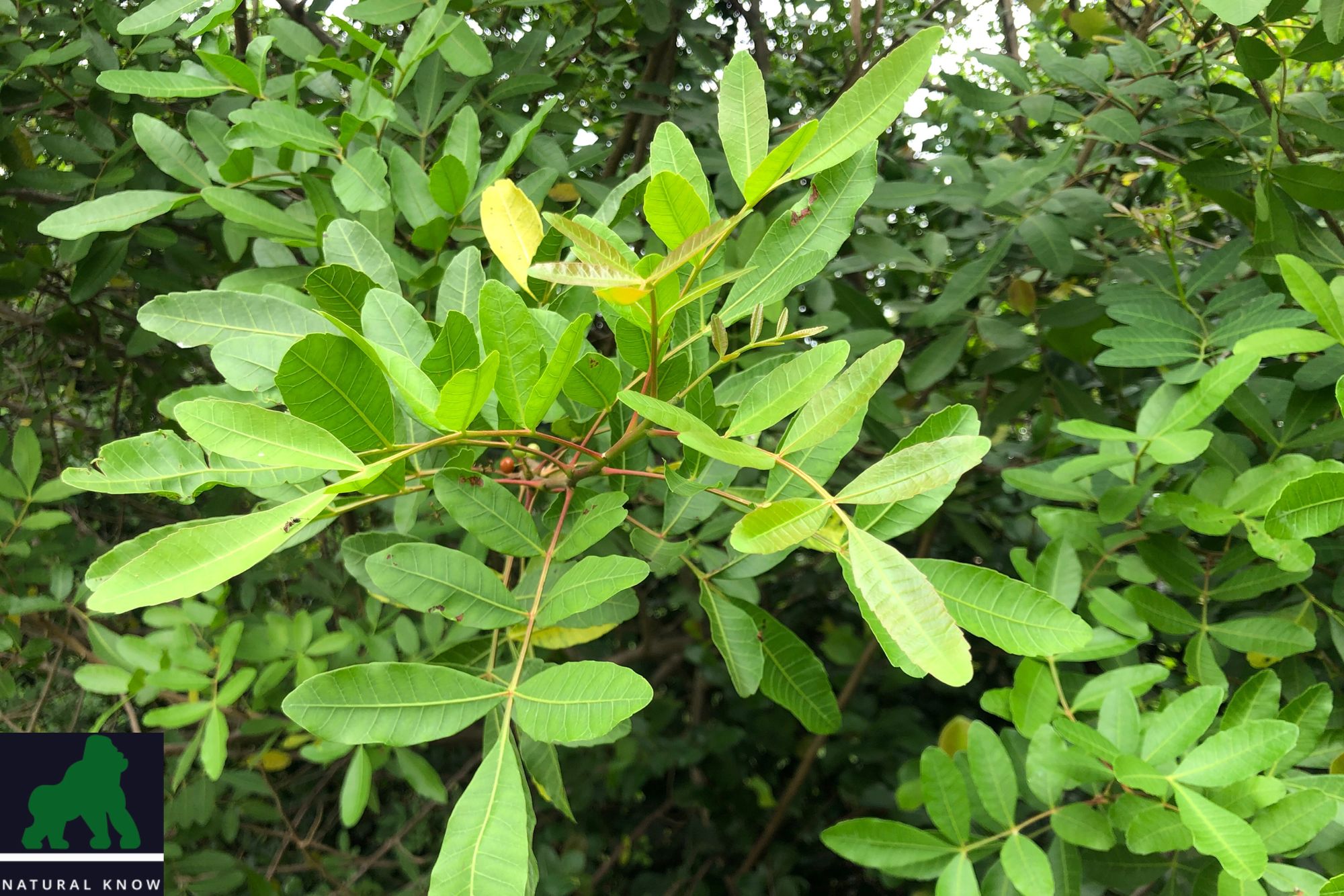 Florida Holly: A Natural Repellent for Garden Pests | Tips & Techniques