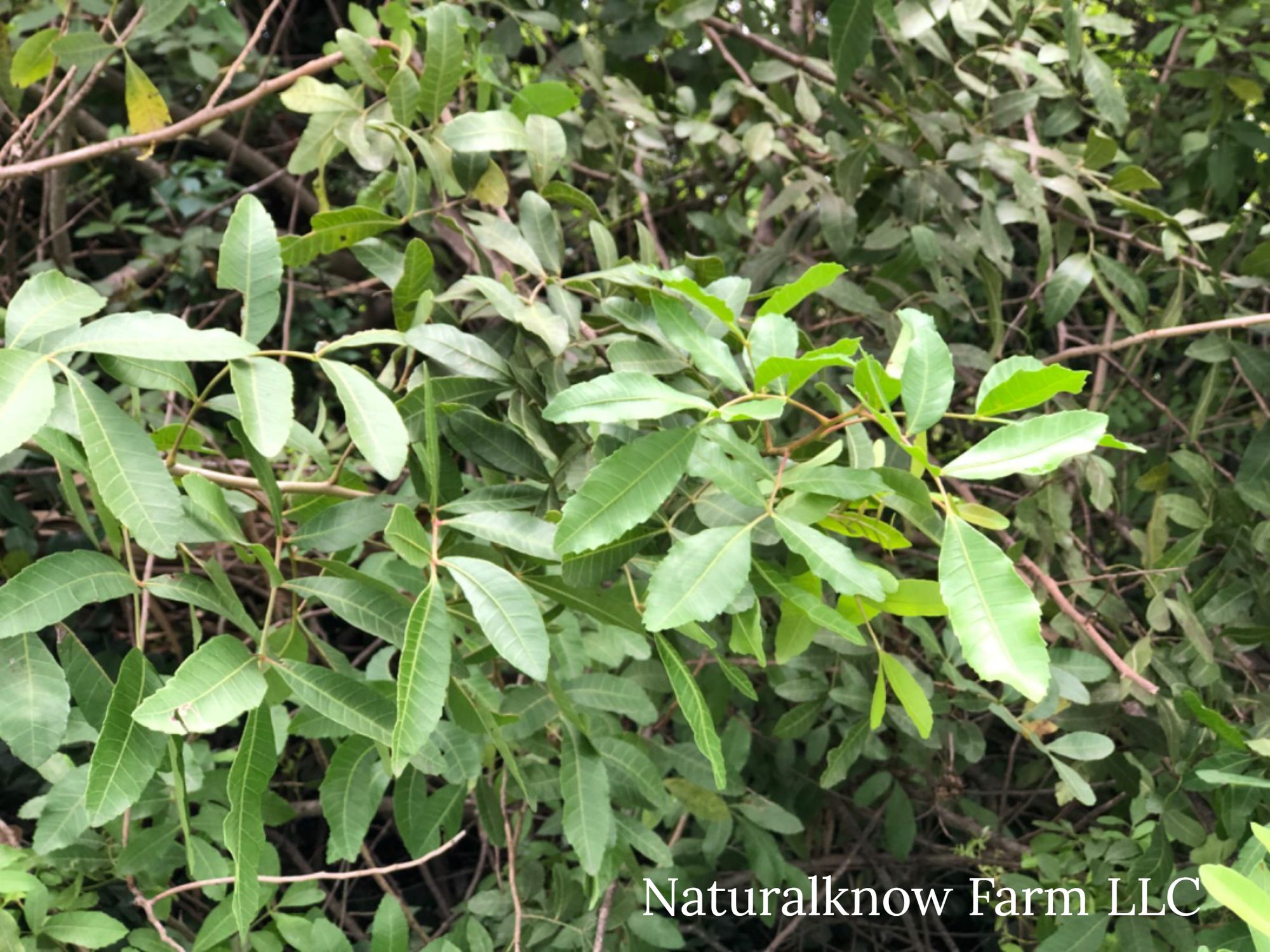 Florida Holly: A Natural Repellent for Garden Pests | Tips & Techniques