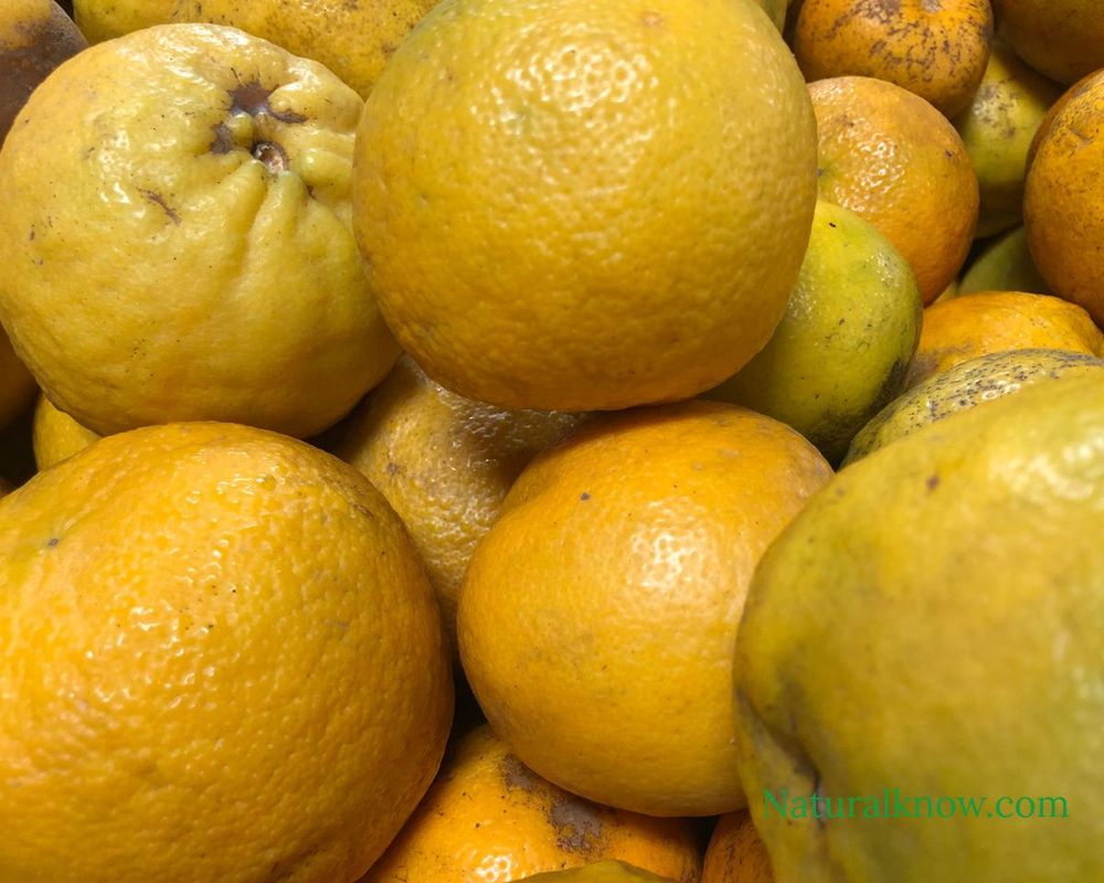 The Benefits and Origins of Sour Oranges A Culinary and Healing Fruit