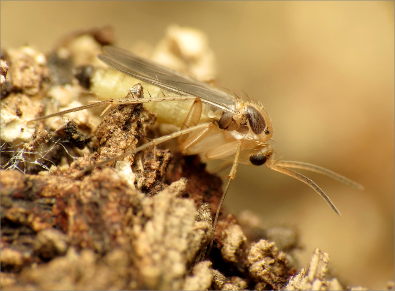 How to get rid of annoying fungus gnats, Community