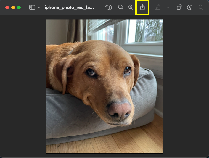 Red Labrador image with Share button highlighted