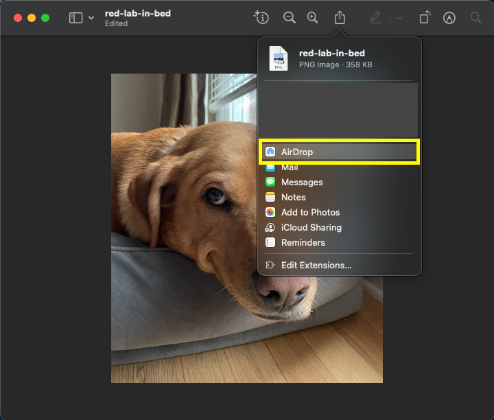 Red Labrador image sharing with AirDrop