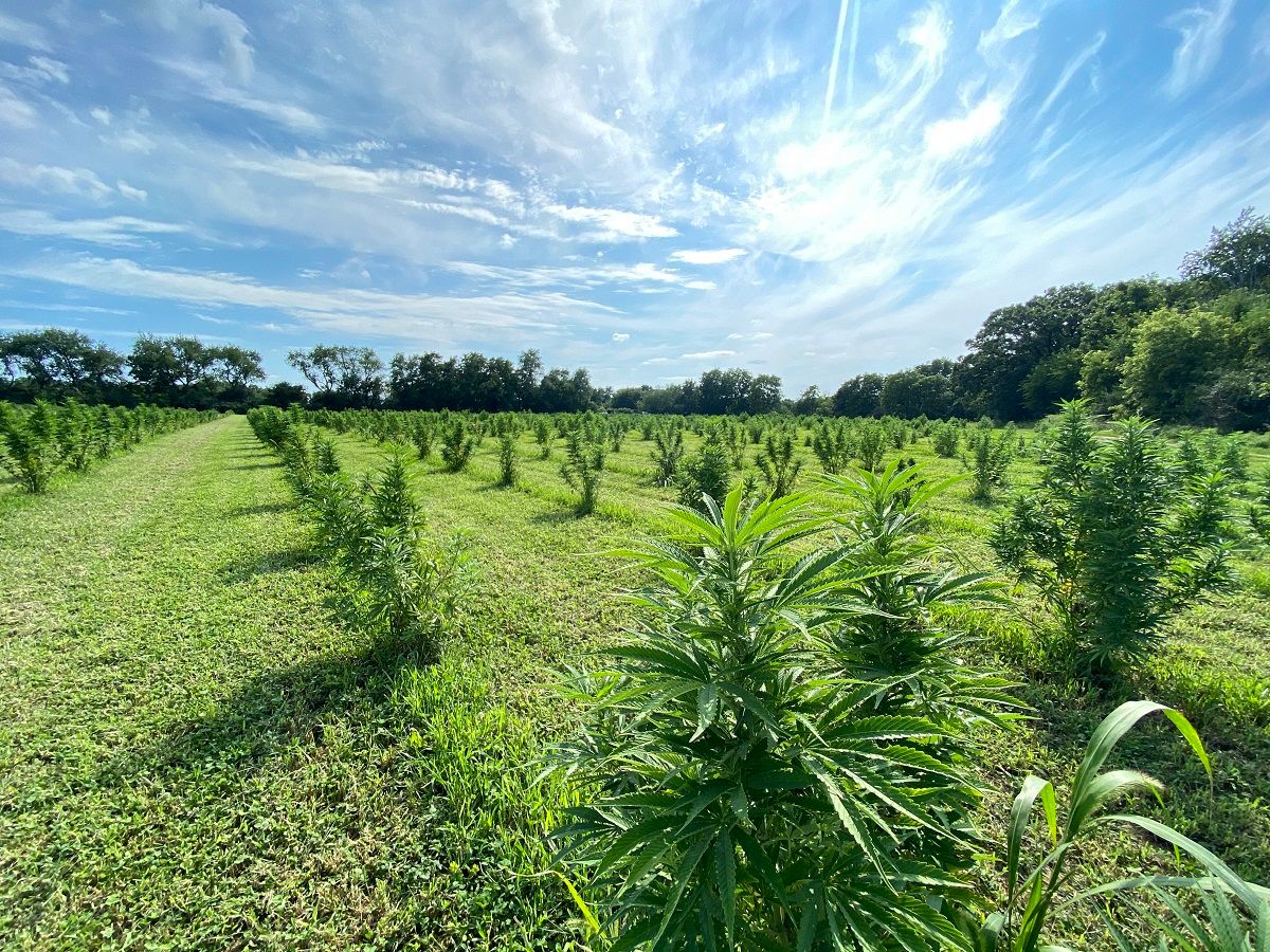 Indigenous-Owned Company Canndigenous Awarded USDA Grant to Develop Climate-Smart Hemp