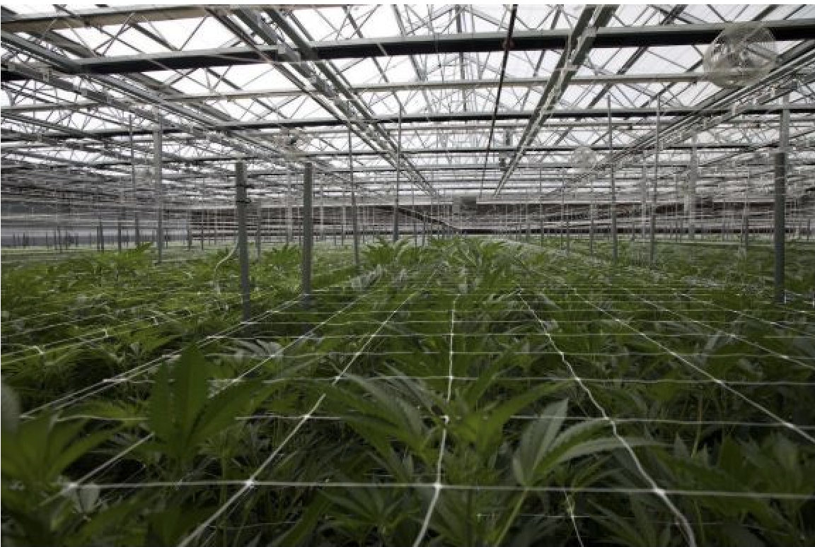 Green Horizons and FOHSE Forge Five-Year Deal to Power the Future of Scalable Cannabis Cultivation