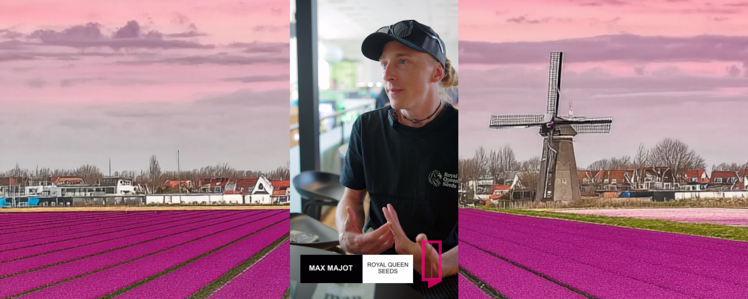 Royal Queen Seeds on Stability, Hybrids, and the Tyson Collaboration