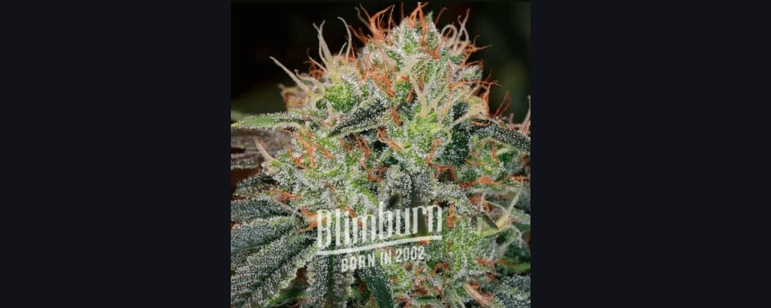 The Top 10 Strains Sold Globally By Blimburn Seeds