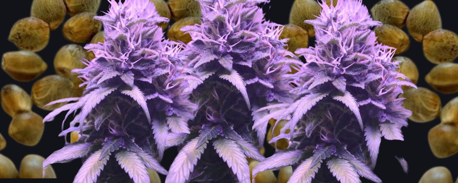 What To Expect From Cannabiz Seed’s Indoor Growing Collection
