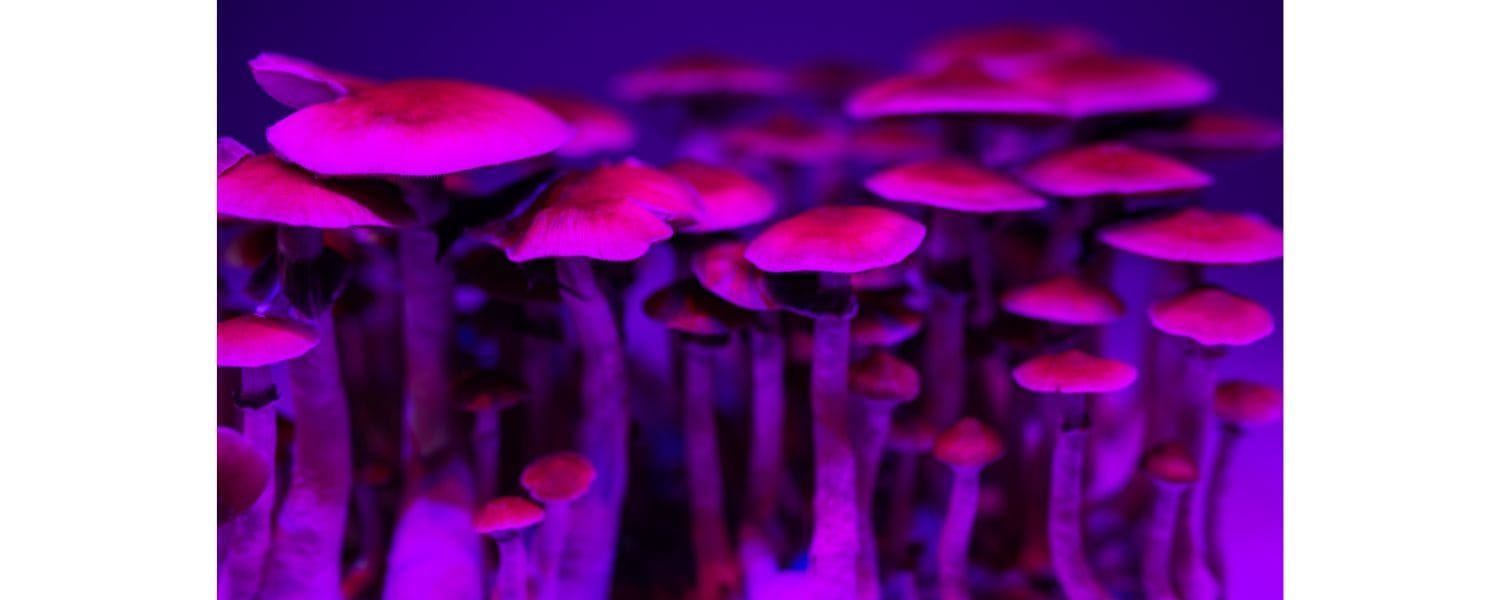 Psylutions and the DEA Milestone: A New Chapter for Regulated Psilocybin Therapies