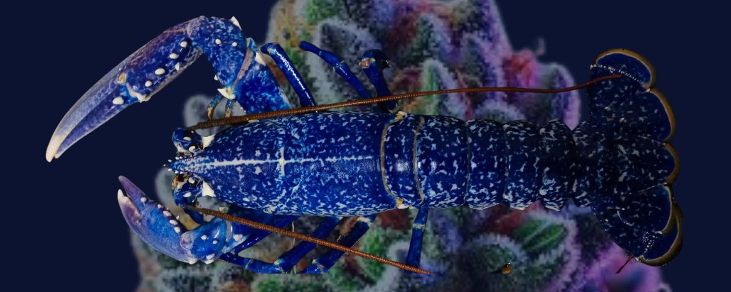 Blue Lobster: The Sherlocks Glass 2025 THCa Flower Strain of the Year