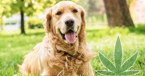 How To Determine The Right Dosage Of CBD Oil For Your Pet Dogs
