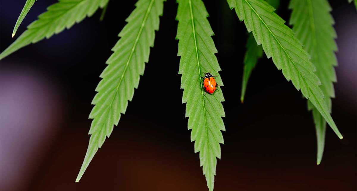 Best in Show: Bluhen Botanicals, the Next Industry Giant, Blooms at Southern Hemp Expo