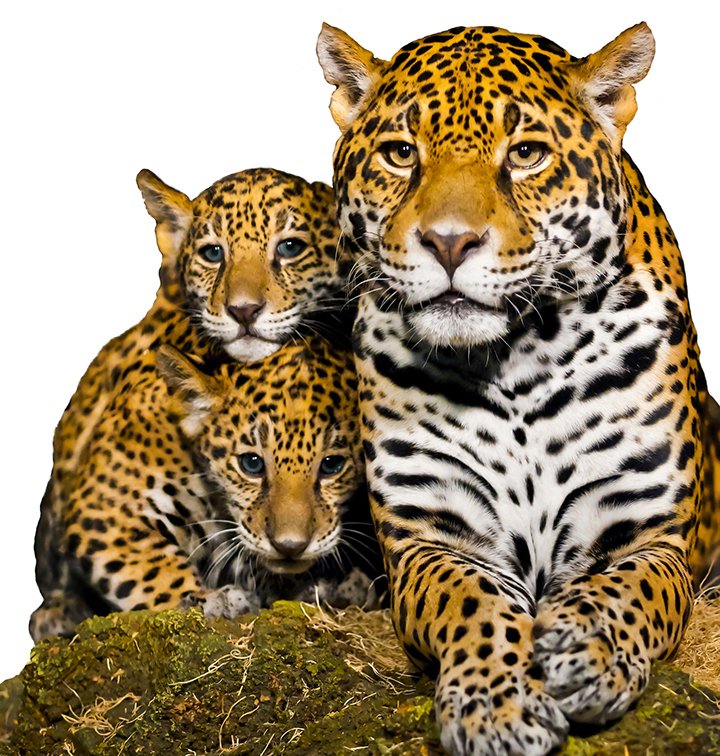 Rethinking Animals Summit 2019 Kicks Off to an Inspiring Start