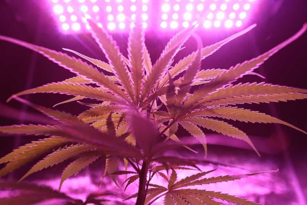 Historic Congressional Vote Approves Marijuana Legalization Bill