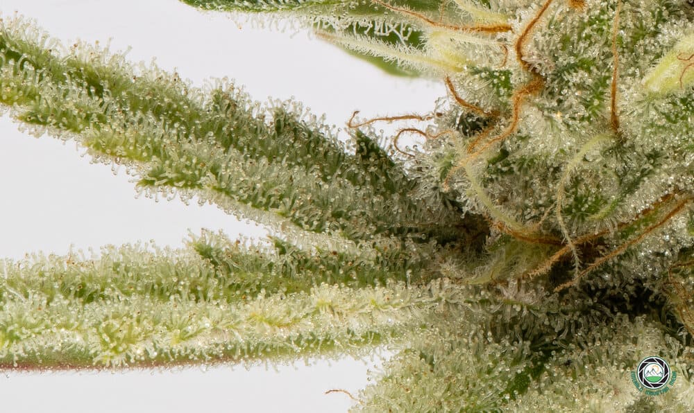 Mystery Haze tricome macro-April 10, 2017 _.jpg