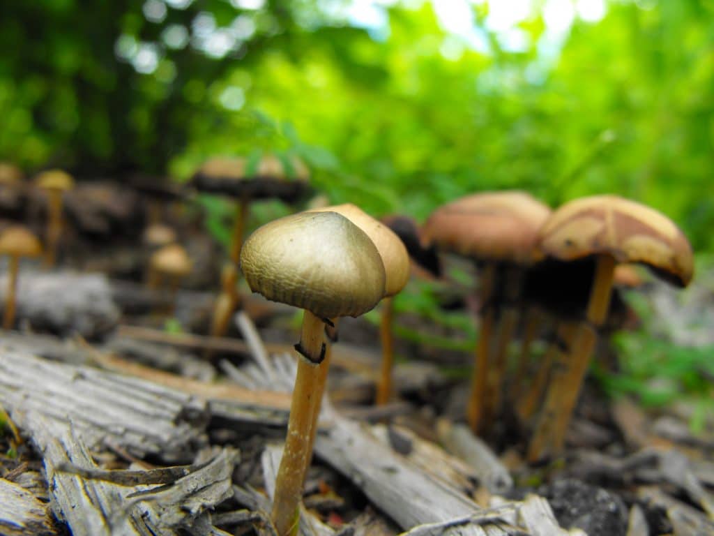 Psilocybe Mushroom