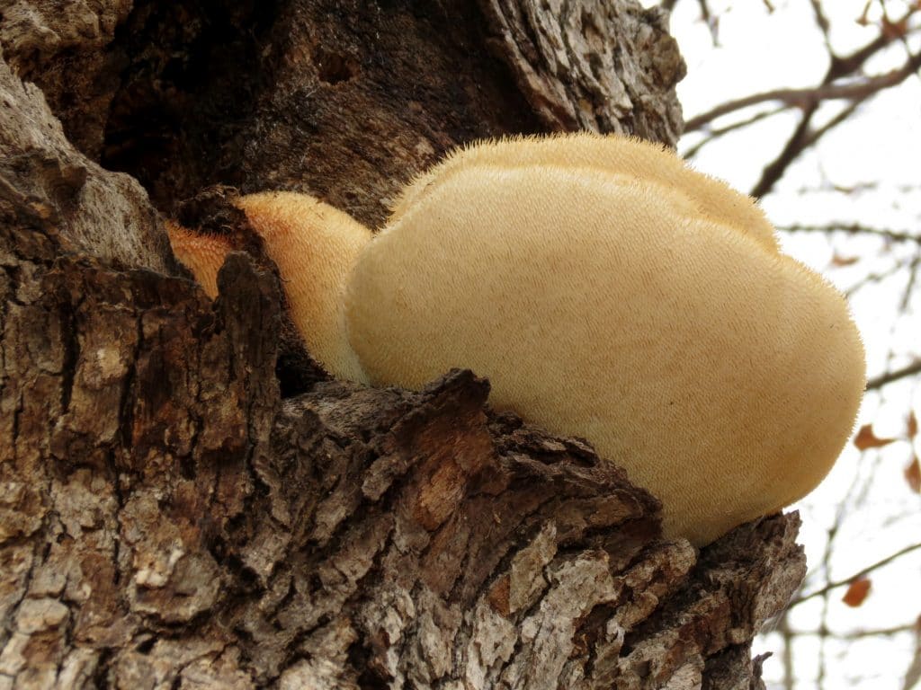 Lions Mane Mushroom