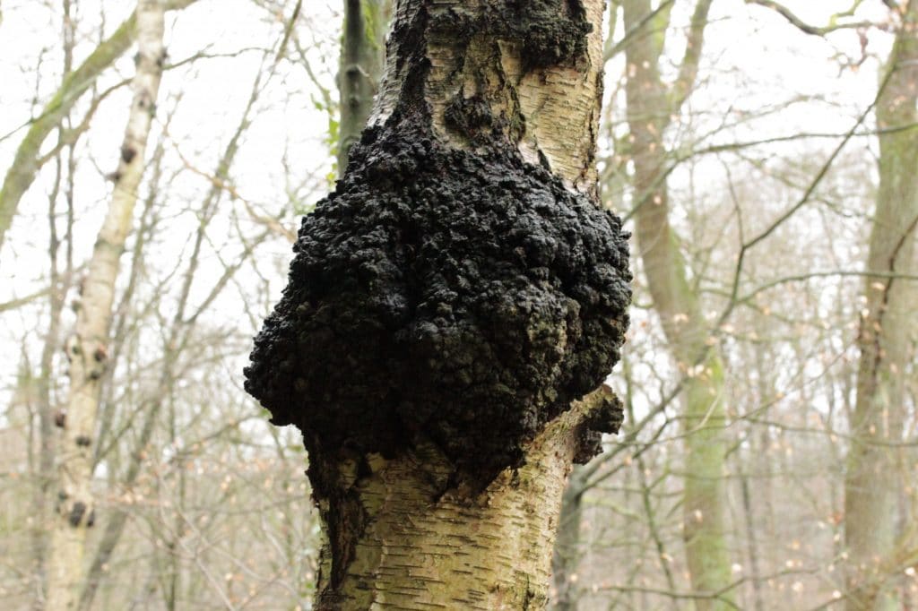 Chaga Mushroom