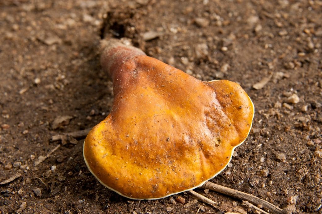 Reishi Mushroom