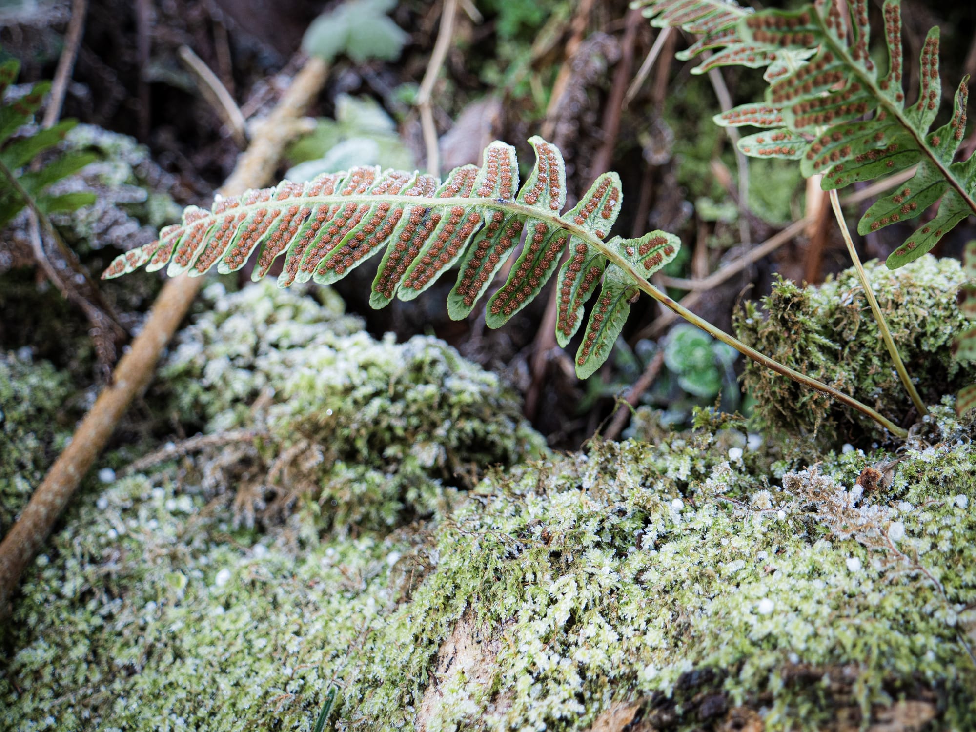 Frost-edged fern fronds showing rows of brown spore-producing sori underneath.