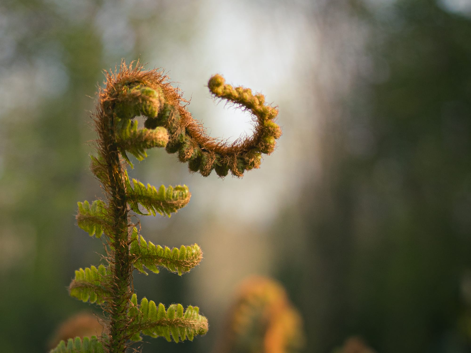 A young fern frond beginning to unfurl in soft woodland light.
