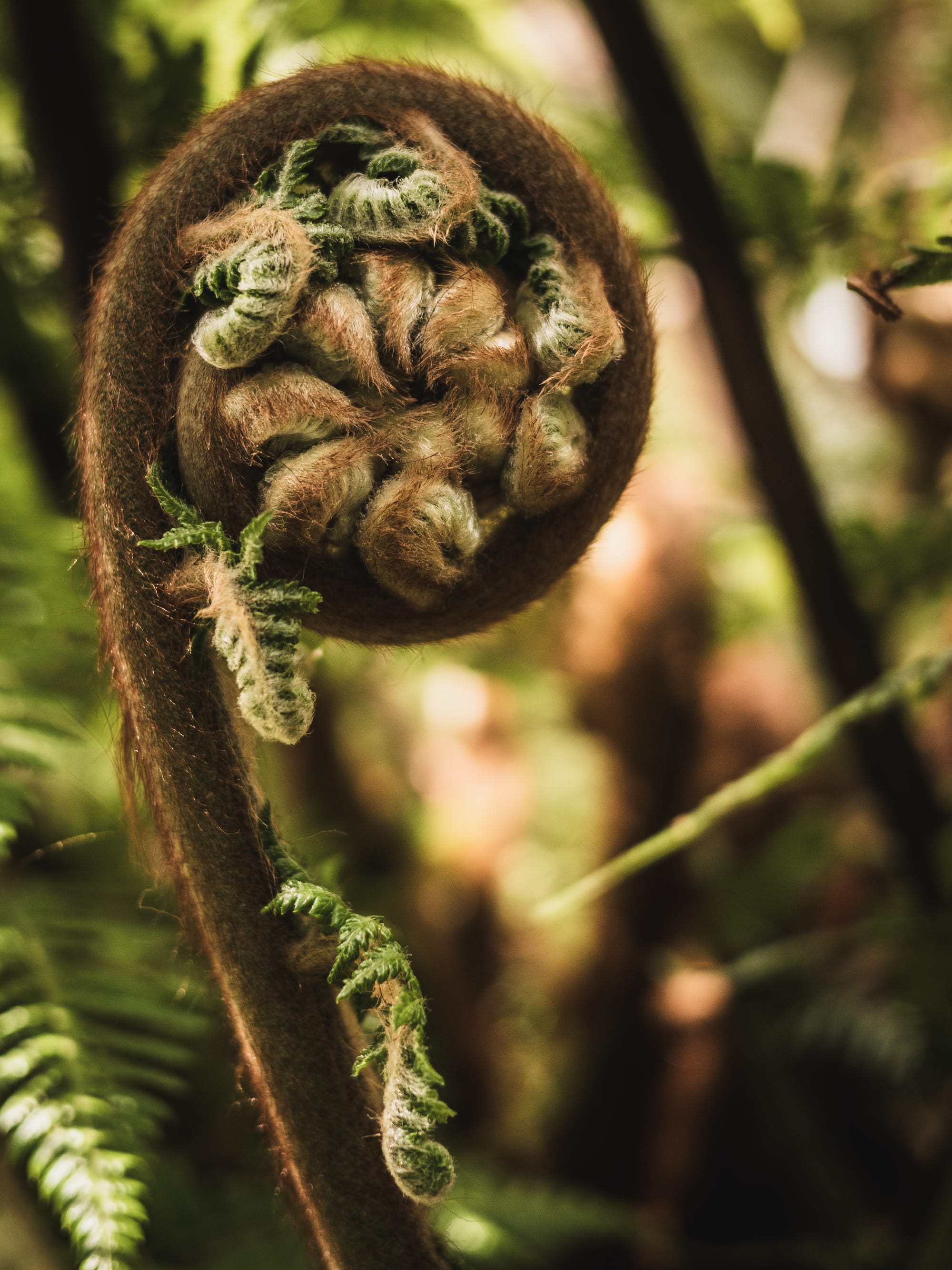 Close-up of a tightly coiled, hairy fern frond gradually unfurling.
