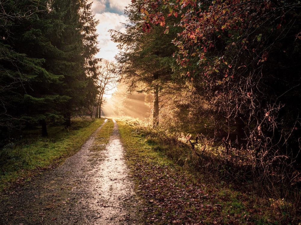 Forest in Northern Ireland with shafts of sunlight at the end of the path