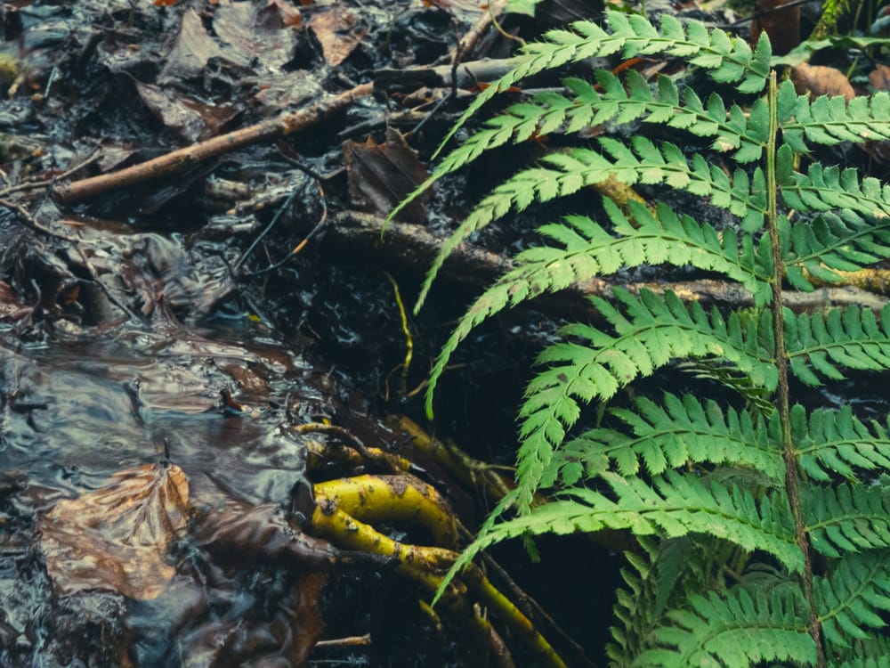 Hard Not To Love Ferns